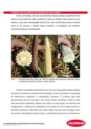 Cuidados com as plantas nas situações de seca e geada
Como comentado, uma das características dessas plantas é parecerem mais
secas do que realmente estão, portanto há risco de colheita mais precoce do que
deveria, o que leva a fermentação butírica. Se o teor de MS estiver baixo e mesmo
assim já for preciso a colheita nesse momento, a inoculação com bactérias
homofermentativas é recomendada.
Foto 1 – Característica dos grãos de milho de plantas que sofreram estresse hídrico
no estado de Goiás. Cortesia: Jorge Jawabri.
Existem formulações desenhadas para isso com associação destas bactérias
que atuam de maneira a manter boa fermentação. Um bom exemplo é a associação
de Pediococcus acidilactici e Lactobacillus plantarum. O primeiro atua mais
precocemente (em pH mais alto e com maior pressão osmótica), o último é mais
lento para atuar inicialmente, todavia mais efetivo no longo prazo. Se fizermos uma
analogia seria: o Pediococcus acidilactici é um corredor de 100 m rasos (tal como o
fenômeno jamaicano Usain Bolt) com saída rápida, mas que não consegue correr
com grande velocidade por longo tempo; o Lactobacillus plantarum se compararia a
LALLEMAND ANIMAL NUTRITION SPECIFIC FOR YOUR SUCCESS
www.lallemandanimalnutrition.com
 