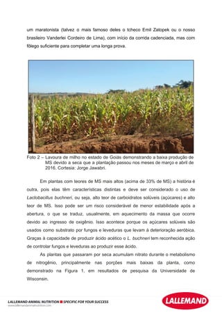 um maratonista (talvez o mais famoso deles o tcheco Emil Zatopek ou o nosso
brasileiro Vanderlei Cordeiro de Lima), com início da corrida cadenciada, mas com
fôlego suficiente para completar uma longa prova.
Foto 2 – Lavoura de milho no estado de Goiás demonstrando a baixa produção de
MS devido a seca que a plantação passou nos meses de março e abril de
2016. Cortesia: Jorge Jawabri.
Em plantas com teores de MS mais altos (acima de 33% de MS) a história é
outra, pois elas têm características distintas e deve ser considerado o uso de
Lactobacillus buchneri, ou seja, alto teor de carboidratos solúveis (açúcares) e alto
teor de MS. Isso pode ser um risco considerável de menor estabilidade após a
abertura, o que se traduz, usualmente, em aquecimento da massa que ocorre
devido ao ingresso de oxigênio. Isso acontece porque os açúcares solúveis são
usados como substrato por fungos e leveduras que levam à deterioração aeróbica.
Graças à capacidade de produzir ácido acético o L. buchneri tem reconhecida ação
de controlar fungos e leveduras ao produzir esse ácido.
As plantas que passaram por seca acumulam nitrato durante o metabolismo
de nitrogênio, principalmente nas porções mais baixas da planta, como
demonstrado na Figura 1, em resultados de pesquisa da Universidade de
Wisconsin.
LALLEMAND ANIMAL NUTRITION SPECIFIC FOR YOUR SUCCESS
www.lallemandanimalnutrition.com
 