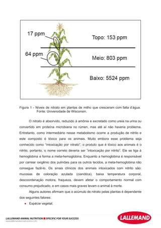 Figura 1 - Níveis de nitrato em plantas de milho que cresceram com falta d’água.
Fonte: Universidade de Wisconsin.
O nitrato é absorvido, reduzido à amônia e excretado como ureia na urina ou
convertido em proteína microbiana no rúmen, mas até aí não haveria problema.
Entretanto, como intermediário nesse metabolismo ocorre a produção de nitrito e
este composto é tóxico para os animais. Muito embora esse problema seja
conhecido como “intoxicação por nitrato”, o produto que é tóxico aos animais é o
nitrito, portanto, o nome correto deveria ser ”intoxicação por nitrito”. Ele se liga à
hemoglobina e forma a meta-hemoglobina. Enquanto a hemoglobina é responsável
por carrear oxigênio dos pulmões para os outros tecidos, a meta-hemoglobina não
consegue fazê-lo. Os sinais clínicos dos animais intoxicados com nitrito são:
mucosas de coloração azulada (cianótica), baixa temperatura corporal,
descoordenação motora, fraqueza, devem afetar o comportamento normal com
consumo prejudicado, e em casos mais graves levam o animal à morte.
Alguns autores afirmam que o acúmulo de nitrato pelas plantas é dependente
dos seguintes fatores:
● Espécie vegetal;
LALLEMAND ANIMAL NUTRITION SPECIFIC FOR YOUR SUCCESS
www.lallemandanimalnutrition.com
 