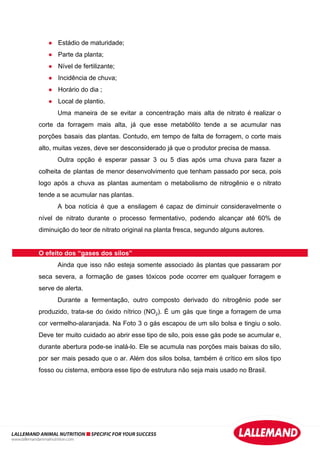 ● Estádio de maturidade;
● Parte da planta;
● Nível de fertilizante;
● Incidência de chuva;
● Horário do dia ;
● Local de plantio.
Uma maneira de se evitar a concentração mais alta de nitrato é realizar o
corte da forragem mais alta, já que esse metabólito tende a se acumular nas
porções basais das plantas. Contudo, em tempo de falta de forragem, o corte mais
alto, muitas vezes, deve ser desconsiderado já que o produtor precisa de massa.
Outra opção é esperar passar 3 ou 5 dias após uma chuva para fazer a
colheita de plantas de menor desenvolvimento que tenham passado por seca, pois
logo após a chuva as plantas aumentam o metabolismo de nitrogênio e o nitrato
tende a se acumular nas plantas.
A boa notícia é que a ensilagem é capaz de diminuir consideravelmente o
nível de nitrato durante o processo fermentativo, podendo alcançar até 60% de
diminuição do teor de nitrato original na planta fresca, segundo alguns autores.
O efeito dos “gases dos silos”
Ainda que isso não esteja somente associado às plantas que passaram por
seca severa, a formação de gases tóxicos pode ocorrer em qualquer forragem e
serve de alerta.
Durante a fermentação, outro composto derivado do nitrogênio pode ser
produzido, trata-se do óxido nítrico (NO2). É um gás que tinge a forragem de uma
cor vermelho-alaranjada. Na Foto 3 o gás escapou de um silo bolsa e tingiu o solo.
Deve ter muito cuidado ao abrir esse tipo de silo, pois esse gás pode se acumular e,
durante abertura pode-se inalá-lo. Ele se acumula nas porções mais baixas do silo,
por ser mais pesado que o ar. Além dos silos bolsa, também é crítico em silos tipo
fosso ou cisterna, embora esse tipo de estrutura não seja mais usado no Brasil.
LALLEMAND ANIMAL NUTRITION SPECIFIC FOR YOUR SUCCESS
www.lallemandanimalnutrition.com
 