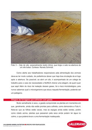 Foto 3 – Gás do silo, possivelmente óxido nítrico, que tingiu o solo na abertura de
um silo bolsa. Cortesia: Renato Schmidt.
Como alerta aos trabalhadores responsáveis pela alimentação dos animais
deve-se ter muito cuidado, de preferência deixar que haja boa circulação de ar logo
após a abertura. Se possível, ao abrir um silo, ir acompanhado de um colega de
trabalho para o caso de necessidade e NUNCA cheirar uma silagem, de quem quer
que seja! Além do risco de inalação desses gases, há o risco microbiológico, pois
nunca sabemos qual o microrganismo que atuou naquela fermentação, podendo ser
um patógeno.
Silagem de forragens que sofreram com geada
Muito semelhante à seca, a geada compromete as plantas em momentos em
que, geralmente, ainda não estão prontas para colheita, como demonstra a Foto 4.
Nota-se que as folhas estão secas, mas as espigas ainda estão verdes, porém
como citado acima, plantas que passaram pela seca ainda podem ter água no
colmo, o que poderia levar a uma fermentação inadequada.
LALLEMAND ANIMAL NUTRITION SPECIFIC FOR YOUR SUCCESS
www.lallemandanimalnutrition.com
 