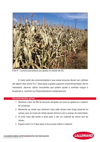 Foto 4 – Lavoura que passou por geada no estado de SC.
A maior parte das recomendações é que essas lavouras devem ser colhidas
até alguns dias (entre 5 e 7 dias) após a geada e garantir a boa fermentação. Se for
necessário, deve-se utilizar inoculantes que podem ajudar a controlar fungos e
leveduras (L. buchneri ou Propionibacterium acidipropionici).
Recomendações gerais
1. Monitore o teor de MS de lavouras atingidas por seca ou geada se o objetivo
for ensilá-las;
2. Mantenha as áreas que sofreram seca pelo tempo mais longo possível no
campo, pois os níveis de nitrato devem diminuir com o avanço da maturidade;
3. O corte mais alto tende a levar para o silo um material de menor teor de
nitrato;
4. Espere entre 3 e 5 dias após a chuva para colher o material;
LALLEMAND ANIMAL NUTRITION SPECIFIC FOR YOUR SUCCESS
www.lallemandanimalnutrition.com
 