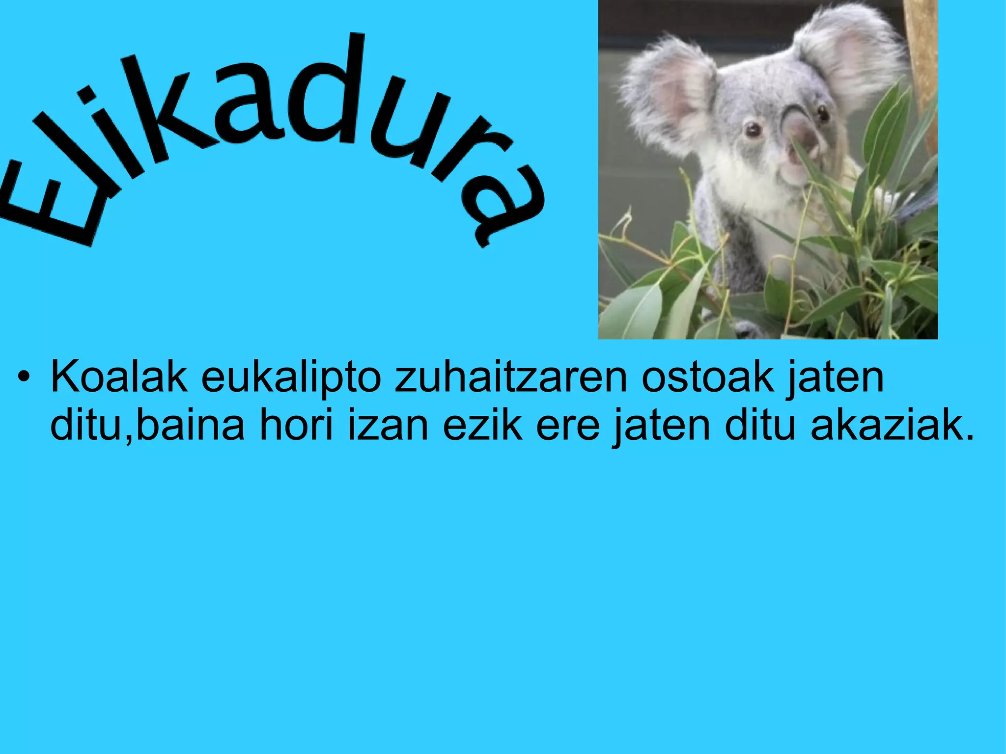 Koalak eukalipto zuhaitzaren ostoak jaten ditu,baina hori izan ezik ere jaten ditu akaziak. 