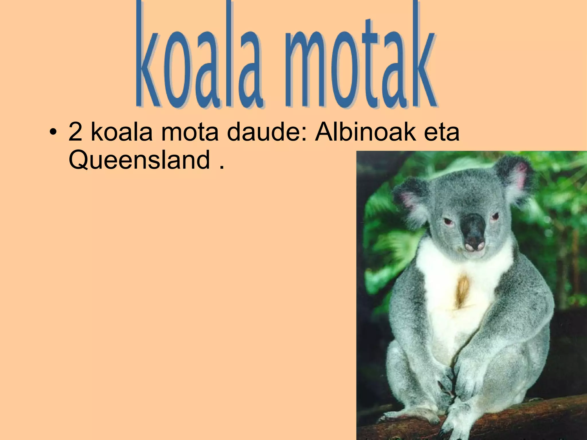 2 koala mota daude: Albinoak eta Queensland . 