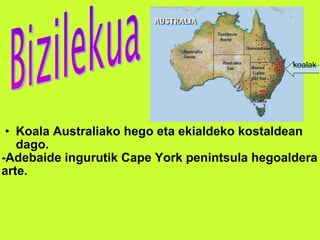Koala Australiako hego eta ekialdeko kostaldean dago. -Adebaide ingurutik Cape York penintsula hegoaldera arte. koalak 