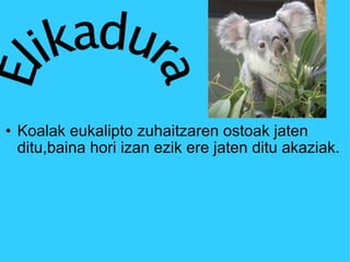 Koalak eukalipto zuhaitzaren ostoak jaten ditu,baina hori izan ezik ere jaten ditu akaziak. 