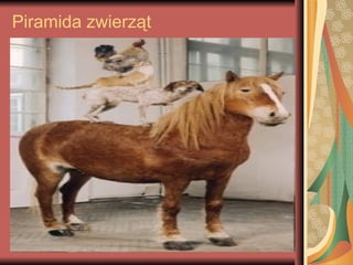 Piramida zwierząt
 