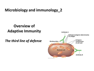 Overview of
Adaptive Immunity
Microbiology and immunology_2
The third line of defense
 