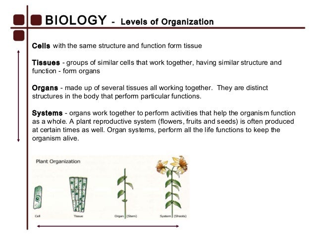 82 biology groups of tissues with the same function form