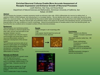 Enriched Neuronal Cultures Enable More Accurate Assessment of
Receptor Expression and Enhance Growth of Neuronal Processes
Lizeth Martinez, See Yang, and Kiowa Bower
Department of Natural Sciences and Mathematics, Dominican University of California, San
Rafael, CA 94901
Abstract
We are studying the changes in receptor expression levels as embryonic stem cells (ESCs) differentiate into neurons by adding AraC ,a
selective inhibitor of DNA synthesis, and inducing them in a monolayer fashion. We can identify which cells in our culture are neurons by using
MAP2 as a neuronal marker . Our results indicate that this protocol yields higher percentages of neurons and thus more reliable results from our
gene-expression studies. Because reduced glial cell proliferation leaves more space for the growth of the developing neurons, we examined the
potential effect of the new conditions on neuron morphology. Using immunocytochemistry to visualize extent of axon and dendrite growth, we
found that the new conditions led to increased numbers of these neuronal processes.
Background
•Neuroreceptors are membrane proteins
that are activated by chemical signals from
other cells, and are most abundant at the
synapses between neurons.
•These receptors are critical for neuron
communication and some play a role in
neuronal differentiation during the
embryonic development of the nervous
system.
•P19 embroynal carcinoma cells are an
effective model system for investigating
neuronal differentiation because their
development, morphology, and
biochemistry are similar to in vivo
differentiation of neurons.
Materials and Methods
•The ESCs are grown in a growth media
with 5% fetal bovine serum
•The cells become induced by retionic
acid in a monolayer method using a T75
confluent flask. Induction occurs for 4
days.
•Induced cells are seeded on 12 well
plates with glass slides, coated with
proteins.
•AraC is added after 3 days of seeding.
Results
•Visible changes in cell morphology after
1 day
•Cells appear dead & lysed but some cell
components remain attached
•Immunocytochemistry
DNA (Nucleus) MAP 2
Synapsin Merged
Day of drug addition 1 day after addition of drug
Conclusions
•Mitotic inhibitors are effective
Validity of receptor expression
studies
•Monolayer induction better than EB
protocol
Easier methodology
Consistency of neuron
populations
More numerous dendrites
•Potentially useful for synaptogenesis
studies
•Identified expression changes in
several neuroreceptors
 