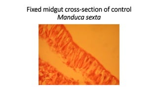 Fixed midgut cross-section of control
Manduca sexta
 