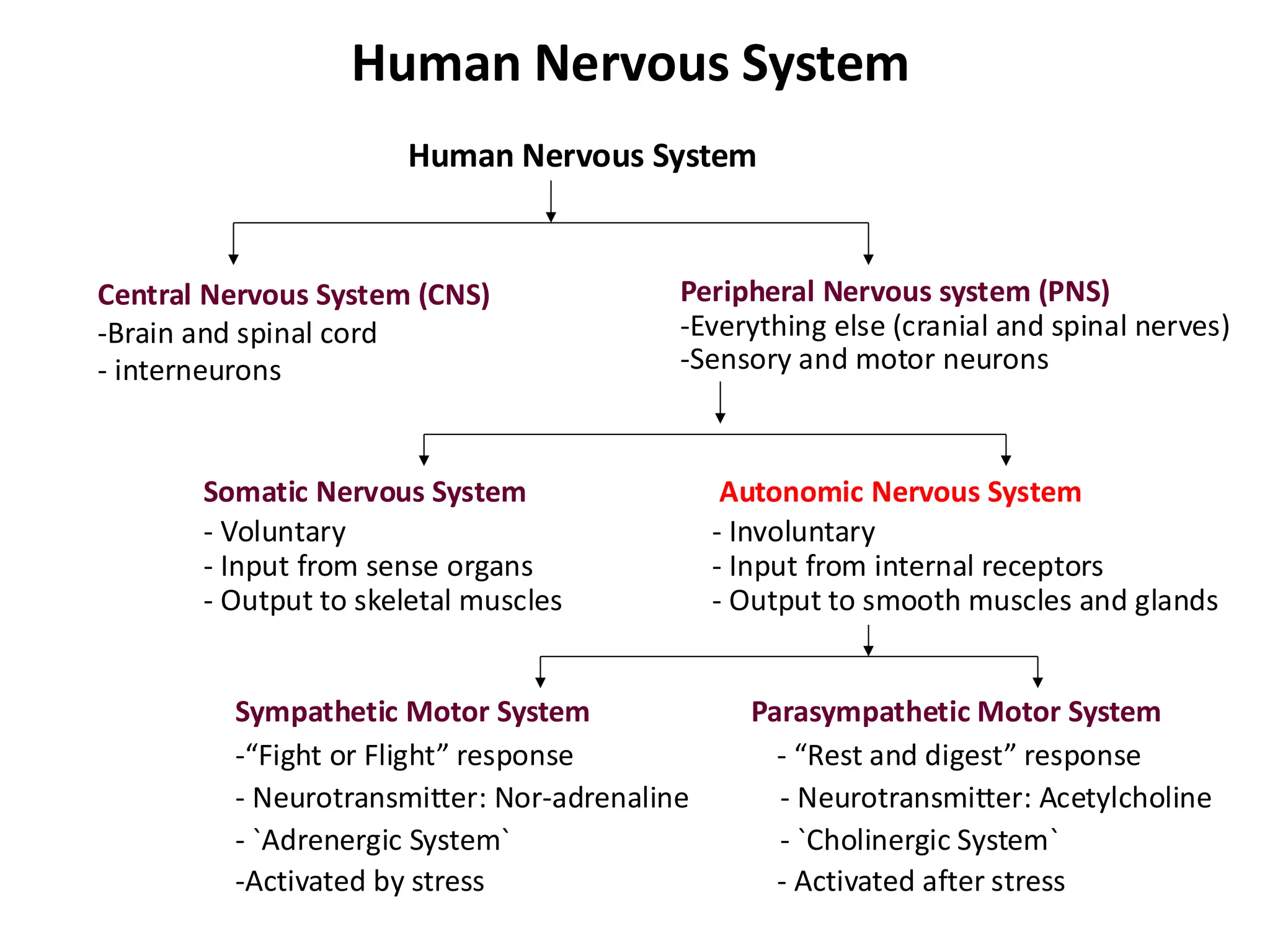 Autonomic nervous system mbbs 1st year physiology | PDF