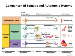 Autonomic nervous system mbbs 1st year physiology | PDF