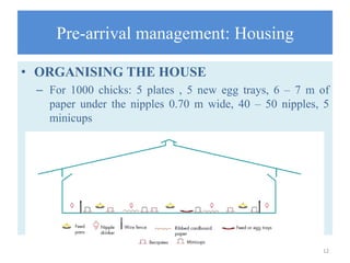 Pre-arrival management: Housing
• ORGANISING THE HOUSE
– For 1000 chicks: 5 plates , 5 new egg trays, 6 – 7 m of
paper under the nipples 0.70 m wide, 40 – 50 nipples, 5
minicups
12
 