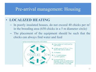 Pre-arrival management: Housing
• LOCALIZED HEATING
– In poorly insulated houses, do not exceed 40 chicks per m2
in the brooding area (650 chicks in a 5 m diameter circle)
– The placement of the equipment should be such that the
chicks can always find water and feed
13
 
