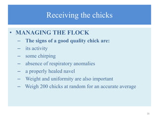 Receiving the chicks
• MANAGING THE FLOCK
– The signs of a good quality chick are:
– its activity
– some chirping
– absence of respiratory anomalies
– a properly healed navel
– Weight and uniformity are also important
– Weigh 200 chicks at random for an accurate average
16
 