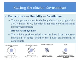 BROILER MANAGEMENT | PPTX