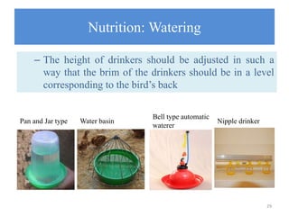Nutrition: Watering
29
Pan and Jar type Water basin
Bell type automatic
waterer
Nipple drinker
– The height of drinkers should be adjusted in such a
way that the brim of the drinkers should be in a level
corresponding to the bird’s back
 