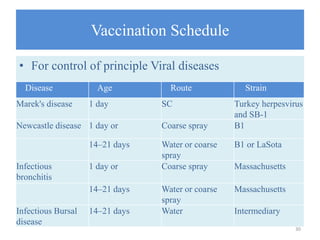 Vaccination Schedule
• For control of principle Viral diseases
30
Disease Age Route Strain
Marek's disease 1 day SC Turkey herpesvirus
and SB-1
Newcastle disease 1 day or Coarse spray B1
14–21 days Water or coarse
spray
B1 or LaSota
Infectious
bronchitis
1 day or Coarse spray Massachusetts
14–21 days Water or coarse
spray
Massachusetts
Infectious Bursal
disease
14–21 days Water Intermediary
 