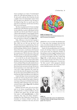 Cognitive Neuroscience the Biology of the Mind 5th Edition PDF | PDF