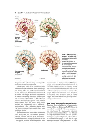 Cognitive Neuroscience the Biology of the Mind 5th Edition PDF | PDF
