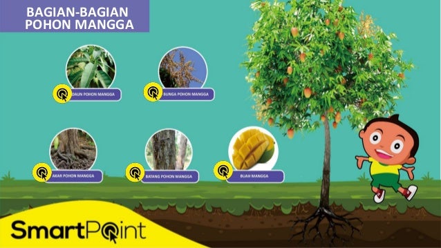 Bagian Pohon Mangga Smartpoint Bagian Pohon Mangga Smartpoint