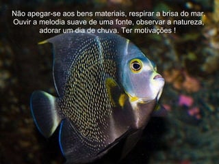 Não apegar-se aos bens materiais, respirar a brisa do mar. Ouvir a melodia suave de uma fonte, observar a natureza, adorar um dia de chuva. Ter motivações !  