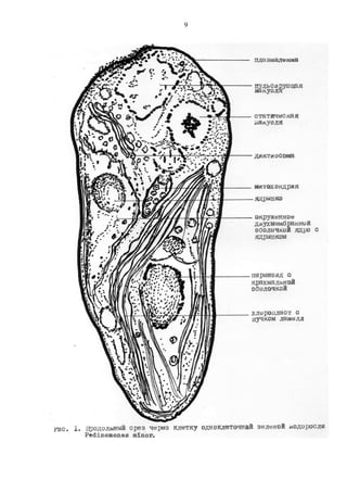 9
Copyright ОАО «ЦКБ «БИБКОМ» & ООО «Aгентство Kнига-Cервис»
 