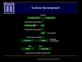 Cultivar Development
A. cardinasii (AA) A. diogoi (AA)X
AA
TXAG-6
Parents
Interspecific hybridization
3-way hybrid
Chromosome doubling
Synthetic
Amphidiploid
X
Florunner
AB
Interspecific hybridization
X
A. batizocoi (BB)
BC5F3
COAN1
Development of COAN and NemaTAM
NemaTAM2
BC7F3
1. Simpson and Starr 2. Simpson et al. 2003
 