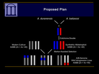 Proposed Plan
F1
Modern Cultivar
AABB (2n = 4x =40)
Colchicine Double
Synthethic Allotetraploid
AABB (2n = 4x =40)
Marker-Assisted Selection
A/B-Genome
Wild Introgression Lines
AABB (2n = 4x =40)
A. duranensis A. batizocoi
 
