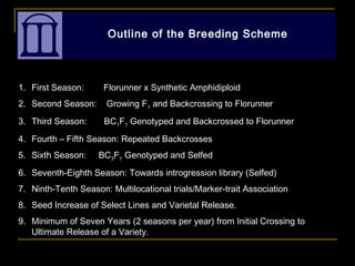 Outline of the Breeding Scheme
1. First Season: Florunner x Synthetic Amphidiploid
2. Second Season: Growing F1 and Backcrossing to Florunner
3. Third Season: BC1F1 Genotyped and Backcrossed to Florunner
4. Fourth – Fifth Season: Repeated Backcrosses
5. Sixth Season: BC3F1 Genotyped and Selfed
6. Seventh-Eighth Season: Towards introgression library (Selfed)
7. Ninth-Tenth Season: Multilocational trials/Marker-trait Association
8. Seed Increase of Select Lines and Varietal Release.
9. Minimum of Seven Years (2 seasons per year) from Initial Crossing to
Ultimate Release of a Variety.
 