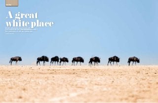 115Travel Africa | July-September 2016
Blown away by the harsh beauty of
Etosha National Park, Rose Gamble recounts
her adventures in this vast wilderness
PHOTOGRAPH BY FRANS LANTING
Namibia
July-September 2016 | Travel Africa114
Agreat
whiteplace
 