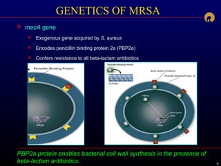 666
PBP2a protein enables bacterial cell wall synthesis in the presence of
beta-lactam antibiotics.
GENETICS OF MRSA
 mecA gene
 Exogenous gene acquired by S. aureus
 Encodes penicillin binding protein 2a (PBP2a)
 Confers resistance to all beta-lactam antibiotics
 