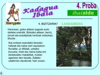4.  BIZITZARIK ?  LANDAREDIA 4. Proba Haranean, goiko aldean pagoak aurki daiteke oraindik. Bizkaiko aldean, berriz, pinudi eta eukaliptoak haritzak ordezkatu dituzte. Kadagua Ibaia Ibai ondoan esandako berezko  haltzak eta iratze zein equisetum fluviatile, ur dilistak, uretako buruxka, ihiak eta; baina baita ere landatutako makaldiak, irudian agertzen den bezala, Zallako udalerrian daudenak, hain zuzen. 