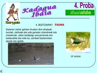 4.  BIZITZARIK ?  FAUNA 4. Proba Ibaiaren zehar gehien ikusten dira ahateak, txoriak, zarboak eta uda garaian uhandreak eta intsektuak. Jakin badakigu amuarrainak ere badaudela eta nola ez, zenbait bazterretan, apoak eta igelak. Kadagua Ibaia Ur zozoa 