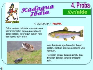 4.  BIZITZARIK ?  FAUNA 4. Proba Ezkerraldean ortzadar – amuarraina, karramarroekin batera preziatuena garai batean, gaur egun azken hau desagertu egin ei da. Kadagua Ibaia Inoiz kurriloak agertzen dira ibaian bertan, zenbait ale ikus ahal dira urte hauetan.  Herrietan antzar batzuk geratu dira, ibiltariek zenbait janaria emateko zain. 