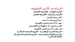 •
:‫المكشوفه‬ ‫األرض‬ ‫فى‬ ‫الزراعة‬
•
‫الوادى‬ ‫أراضى‬
:
‫الحراتى‬ ‫بالطريقة‬
•
‫الرملية‬ ‫األراضى‬
:
‫العفير‬ ‫الطريقة‬
•
‫واحدة‬ ‫ريشة‬ ‫على‬
:
•
‫سرا‬
) (
‫سرسبة‬
:
5
-
7
‫سم‬
•
‫جور‬
:
10
-
15
‫سم‬
) (
‫بالجورة‬ ‫نباتين‬
•
‫ريشتين‬ ‫على‬
:
10
‫القصبتين‬ ‫فى‬ ‫خطوط‬
•
‫جور‬ ‫فى‬
:
10
‫سم‬
(
‫يالجورة‬ ‫نباتين‬
)
•
‫الغربية‬ ‫أو‬ ‫البحرية‬ ‫الريشة‬
:
‫المتأخرة‬ ‫الصيفية‬ ‫العروة‬
•
‫الشرقية‬ ‫أو‬ ‫القبلية‬ ‫الريشة‬
:
‫أو‬ ‫المبكرة‬ ‫الصيفية‬ ‫العروة‬
‫المتأخرة‬ ‫النيلية‬
 