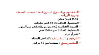•
: ‫الــزراعــة‬ ‫وطـــرق‬ ‫الـتـقـاوى‬
‫الص''نف‬ ‫حس''ب‬
‫الزراعة‬ ‫وعروة‬
•
25-35
‫كجم‬
/
‫فدان‬
•
‫المحص‬
‫الجاف‬ ‫ول‬
:
35
-
50
.‫للفدان‬ ‫كجم‬
•
‫القياسية‬ ‫الصوبة‬
(
540
:)‫مربع‬ ‫متر‬
2
.‫البذور‬ ‫من‬ ‫كجم‬
•
:‫التخطيط‬
60
-
120
/ ‫سم‬
10
-
20
‫سم‬

‫حراتى‬ ‫أو‬ ‫عفير‬
•
‫و‬ ‫الترقيع‬
'
‫ف‬‫الــخــــ‬
:
‫البسله‬ ‫فى‬ ‫كما‬
•
‫الــعـــزيـــق‬
:
‫من‬ ‫سطحيا‬
3
-
4
‫مرات‬
 