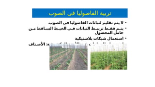 ‫الصوب‬ ‫فى‬ ‫الفاصوليا‬ ‫تربية‬
•
‫الصوب‬ ‫فى‬ ‫الفاصوليا‬ ‫لنباتات‬ ‫تقليم‬ ‫يتم‬ ‫ال‬
.
•
‫ن‬ ‫م‬ ‫اقط‬ ‫الس‬ ‫ط‬ ‫الخي‬ ‫ى‬ ‫ف‬ ‫النباتات‬ ‫ط‬ ‫تربي‬ ‫ط‬ ‫فق‬ ‫م‬ ‫يت‬
‫المحصول‬ ‫حامل‬
•
‫بالستيكية‬ ‫شبكات‬ ‫استعمال‬
•
‫ة‬ ‫المكشوف‬ ‫األرض‬ ‫ى‬ ‫ف‬ ‫الدعامات‬ ‫تخدام‬ ‫اس‬
:
‫ناف‬ ‫األص‬
.‫فقط‬ ‫الطويلة‬
 