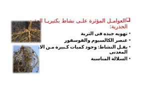 
‫'د‬
'‫العق‬ ‫'ا‬
'‫بكتيري‬ ‫نشاط‬ ‫'ى‬
'‫عل‬ ‫المؤثرة‬ ‫'ل‬
'‫العوام‬
:‫الجذرية‬
•
‫التربة‬ ‫فى‬ ‫جيده‬ ‫تهويه‬
•
‫الكالسيوم‬ ‫عنصر‬
‫والفوسفور‬
•
:‫النشاط‬ ‫ل‬ ‫يق‬
‫االزوت‬ ‫ن‬ ‫م‬ ‫بيرة‬ ‫ك‬ ‫كميات‬ ‫وجود‬
‫المعدنى‬
•
‫المناسبة‬ ‫الساللة‬
 