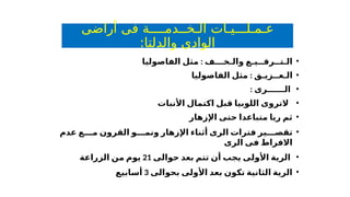 ‫أراضى‬ ‫فى‬ ‫الـخــدمــــة‬ ‫عـمـلـــيـات‬
:‫والدلتا‬ ‫الوادى‬
•
:
‫الفاصوليا‬ ‫مثل‬ ‫والـخـــف‬ ‫الـتــرقــيـع‬
•
:
‫الفاصوليا‬ ‫مثل‬ ‫الـعــزيـق‬
•
: ‫الــــــرى‬
•
‫األنبات‬ ‫اكتمال‬ ‫قبل‬ ‫اللوبيا‬ ‫التروى‬
•
‫اإلزهار‬ ‫حتى‬ ‫متباعدا‬ ‫ريا‬ ‫ثم‬
•
‫تقص‬
‫ي‬
‫عدم‬ ‫ع‬ ‫م‬ ‫القرون‬ ‫و‬ ‫ونم‬ ‫اإلزهار‬ ‫أثناء‬ ‫الرى‬ ‫فترات‬ ‫ر‬
‫الرى‬ ‫فى‬ ‫االفراط‬
•
‫حوالى‬ ‫بعد‬ ‫تتم‬ ‫أن‬ ‫يجب‬ ‫األولى‬ ‫الرية‬
21
‫الزراعة‬ ‫من‬ ‫يوم‬
•
‫بحوالى‬ ‫األولى‬ ‫بعد‬ ‫تكون‬ ‫الثانية‬ ‫الرية‬
3
‫أسابيع‬
 