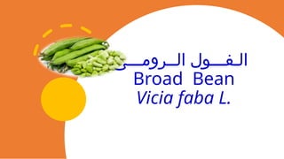 ‫الــرومـــى‬ ‫الـفـــول‬
Broad Bean
Vicia faba L.
 