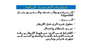 :‫الزراعية‬ ‫الـخــدمــــة‬ ‫عـمـلــيـات‬
•
‫ل‬ ‫مث‬ ‫والـعـزيـق‬ ‫والـخــف‬ ‫الـتـرقـيـع‬
.‫الفاصوليا‬
•
: ‫الـــــــرى‬
•
‫اإلزهار‬ ‫قبل‬ ‫الرى‬ ‫فترة‬ ‫تطول‬
•
‫ثم‬
‫بانتظام‬ ‫رى‬
‫واعتدال‬
•
‫ال‬
‫إ‬
‫الرى‬ ‫ى‬ ‫ف‬ ‫فراط‬
:
‫اإلزهار‬ ‫قوط‬ ‫س‬
‫و‬
‫زيادة‬
‫ابة‬ ‫اإلص‬ ‫ه‬ ‫فرص‬
‫ب‬
‫ى‬ ‫ف‬ ‫ى‬ ‫البن‬ ‫ع‬ ‫والتبق‬ ‫دأ‬ ‫الص‬
.‫ومارس‬ ‫فبراير‬ ‫شهرى‬
 