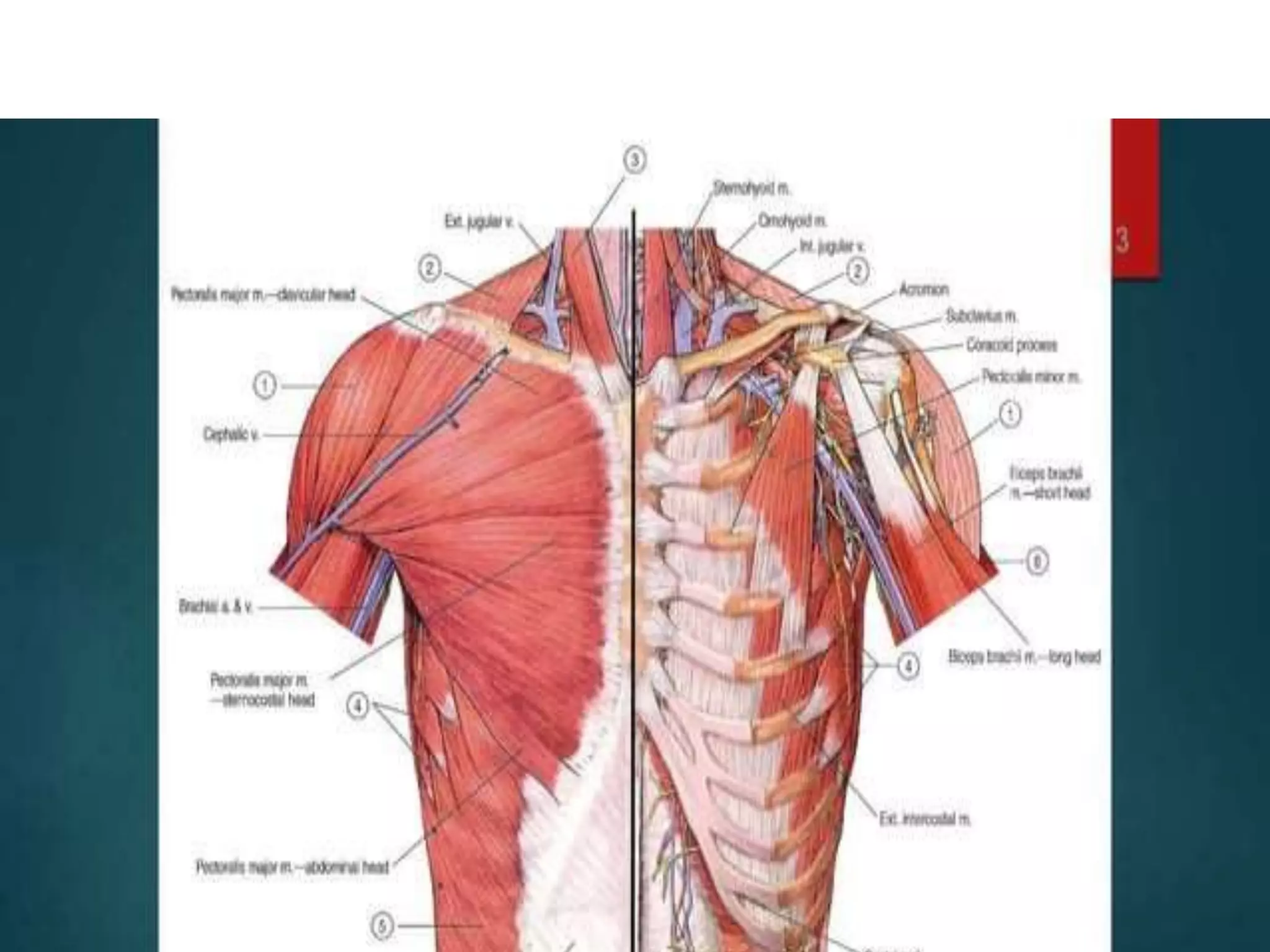 muscles of Upper Limb | PPTX