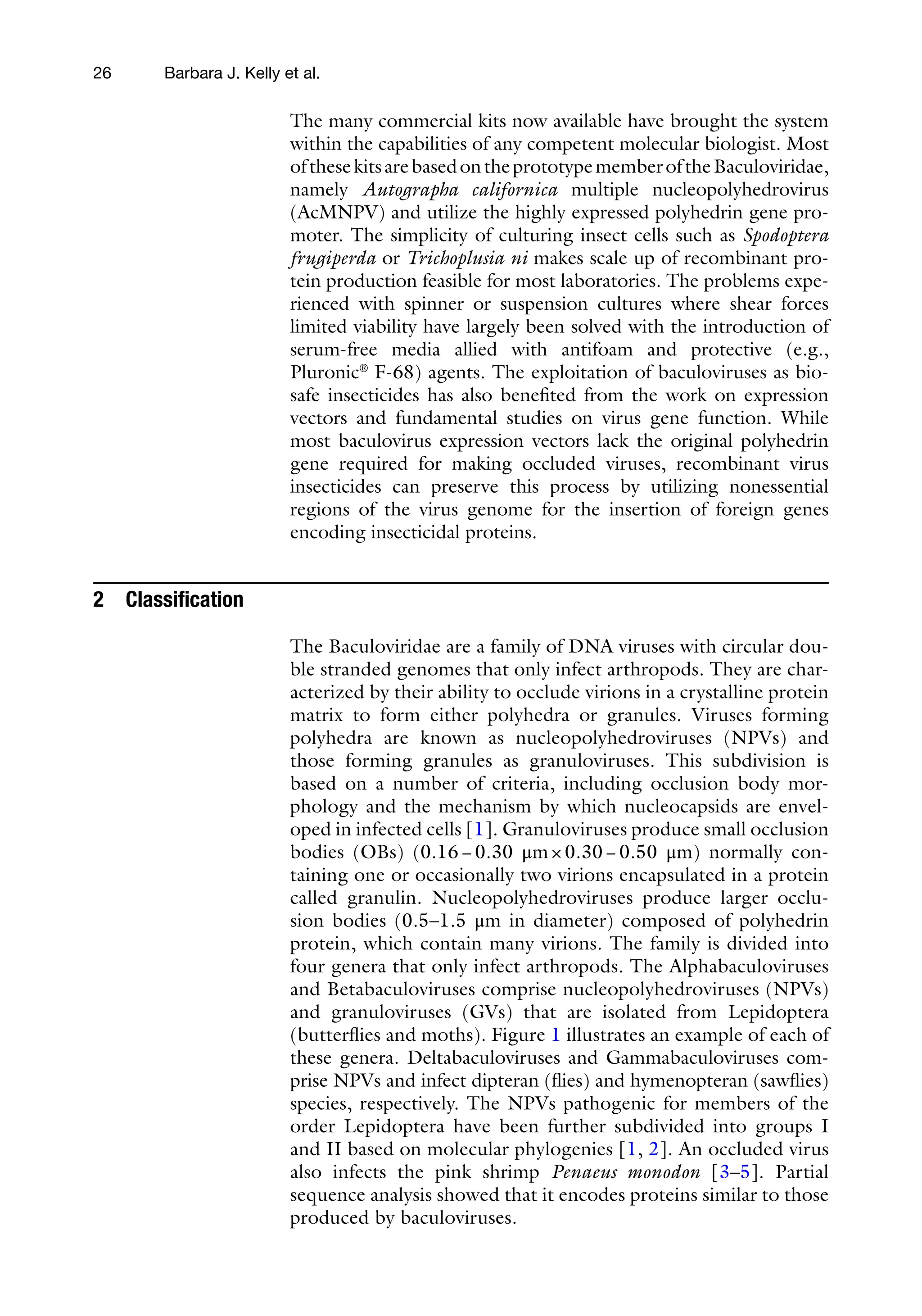 26
The many commercial kits now available have brought the system
within the capabilities of any competent molecular biologist. Most
ofthesekitsarebasedontheprototypememberoftheBaculoviridae,
namely Autographa californica multiple nucleopolyhedrovirus
(AcMNPV) and utilize the highly expressed polyhedrin gene pro-
moter. The simplicity of culturing insect cells such as Spodoptera
frugiperda or Trichoplusia ni makes scale up of recombinant pro-
tein production feasible for most laboratories. The problems expe-
rienced with spinner or suspension cultures where shear forces
limited viability have largely been solved with the introduction of
serum-free media allied with antifoam and protective (e.g.,
Pluronic®
F-68) agents. The exploitation of baculoviruses as bio-
safe insecticides has also benefited from the work on expression
vectors and fundamental studies on virus gene function. While
most baculovirus expression vectors lack the original polyhedrin
gene required for making occluded viruses, recombinant virus
insecticides can preserve this process by utilizing nonessential
regions of the virus genome for the insertion of foreign genes
encoding insecticidal proteins.
2 Classification
The Baculoviridae are a family of DNA viruses with circular dou-
ble stranded genomes that only infect arthropods. They are char-
acterized by their ability to occlude virions in a crystalline protein
matrix to form either polyhedra or granules. Viruses forming
polyhedra are known as nucleopolyhedroviruses (NPVs) and
those forming granules as granuloviruses. This subdivision is
based on a number of criteria, including occlusion body mor-
phology and the mechanism by which nucleocapsids are envel-
oped in infected cells [1]. Granuloviruses produce small occlusion
bodies (OBs) (0.16−0.30 μm×0.30−0.50 μm) normally con-
taining one or occasionally two virions encapsulated in a protein
called granulin. Nucleopolyhedroviruses produce larger occlu-
sion bodies (0.5–1.5 μm in diameter) composed of polyhedrin
protein, which contain many virions. The family is divided into
four genera that only infect arthropods. The Alphabaculoviruses
and Betabaculoviruses comprise nucleopolyhedroviruses (NPVs)
and granuloviruses (GVs) that are isolated from Lepidoptera
(butterflies and moths). Figure 1 illustrates an example of each of
these genera. Deltabaculoviruses and Gammabaculoviruses com-
prise NPVs and infect dipteran (flies) and hymenopteran (sawflies)
species, respectively. The NPVs pathogenic for members of the
order Lepidoptera have been further subdivided into groups I
and II based on molecular phylogenies [1, 2]. An occluded virus
also infects the pink shrimp Penaeus monodon [3–5]. Partial
sequence analysis showed that it encodes proteins similar to those
produced by baculoviruses.
Barbara J. Kelly et al.
 