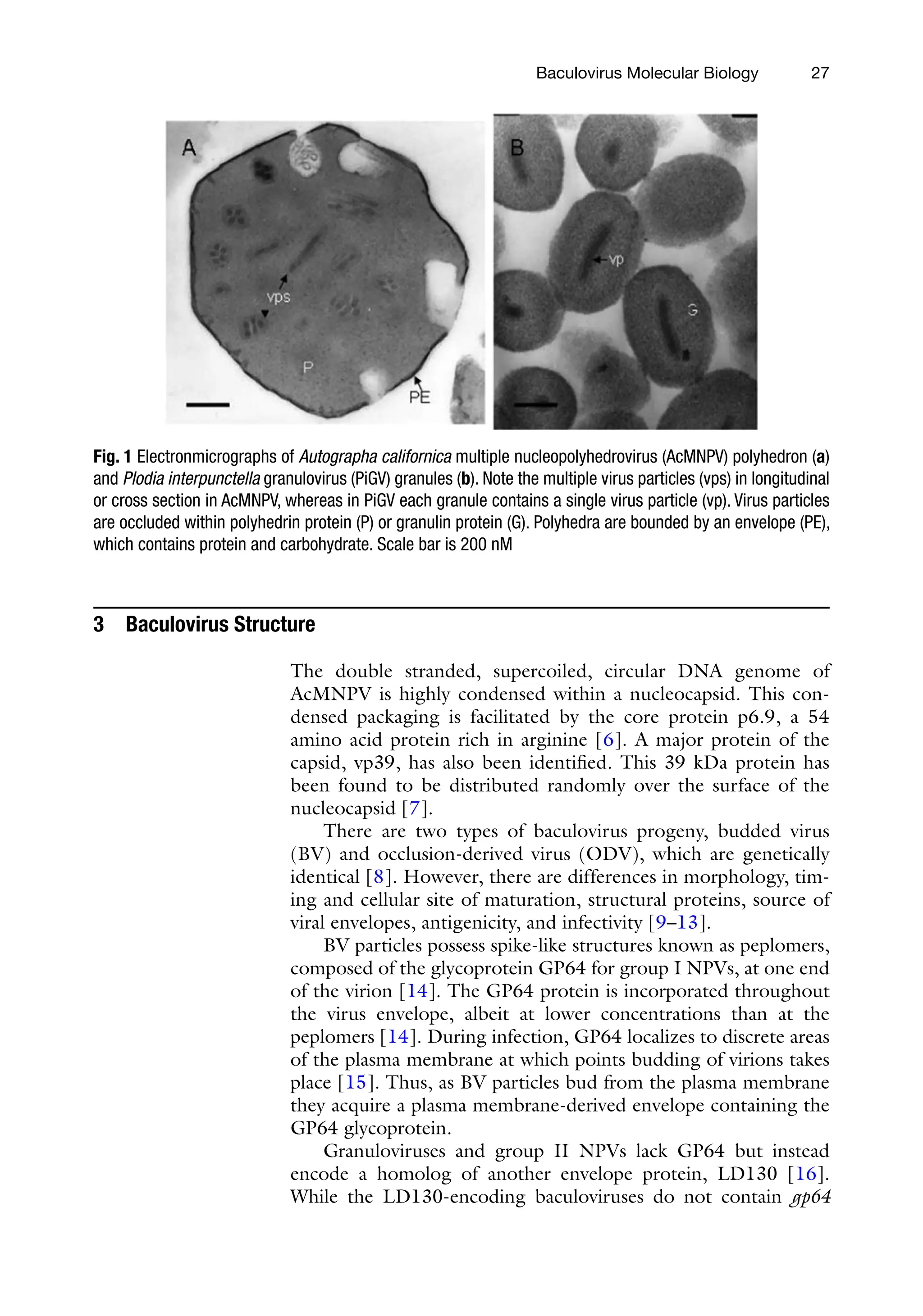 27
3 Baculovirus Structure
The double stranded, supercoiled, circular DNA genome of
AcMNPV is highly condensed within a nucleocapsid. This con-
densed packaging is facilitated by the core protein p6.9, a 54
amino acid protein rich in arginine [6]. A major protein of the
capsid, vp39, has also been identified. This 39 kDa protein has
been found to be distributed randomly over the surface of the
nucleocapsid [7].
There are two types of baculovirus progeny, budded virus
(BV) and occlusion-derived virus (ODV), which are genetically
identical [8]. However, there are differences in morphology, tim-
ing and cellular site of maturation, structural proteins, source of
viral envelopes, antigenicity, and infectivity [9–13].
BV particles possess spike-like structures known as peplomers,
composed of the glycoprotein GP64 for group I NPVs, at one end
of the virion [14]. The GP64 protein is incorporated throughout
the virus envelope, albeit at lower concentrations than at the
peplomers [14]. During infection, GP64 localizes to discrete areas
of the plasma membrane at which points budding of virions takes
place [15]. Thus, as BV particles bud from the plasma membrane
they acquire a plasma membrane-derived envelope containing the
GP64 glycoprotein.
Granuloviruses and group II NPVs lack GP64 but instead
encode a homolog of another envelope protein, LD130 [16].
While the LD130-encoding baculoviruses do not contain gp64
Fig. 1 Electronmicrographs of Autographa californica multiple nucleopolyhedrovirus (AcMNPV) polyhedron (a)
and Plodia interpunctella granulovirus (PiGV) granules (b). Note the multiple virus particles (vps) in longitudinal
or cross section in AcMNPV, whereas in PiGV each granule contains a single virus particle (vp). Virus particles
are occluded within polyhedrin protein (P) or granulin protein (G). Polyhedra are bounded by an envelope (PE),
which contains protein and carbohydrate. Scale bar is 200 nM
Baculovirus Molecular Biology
 