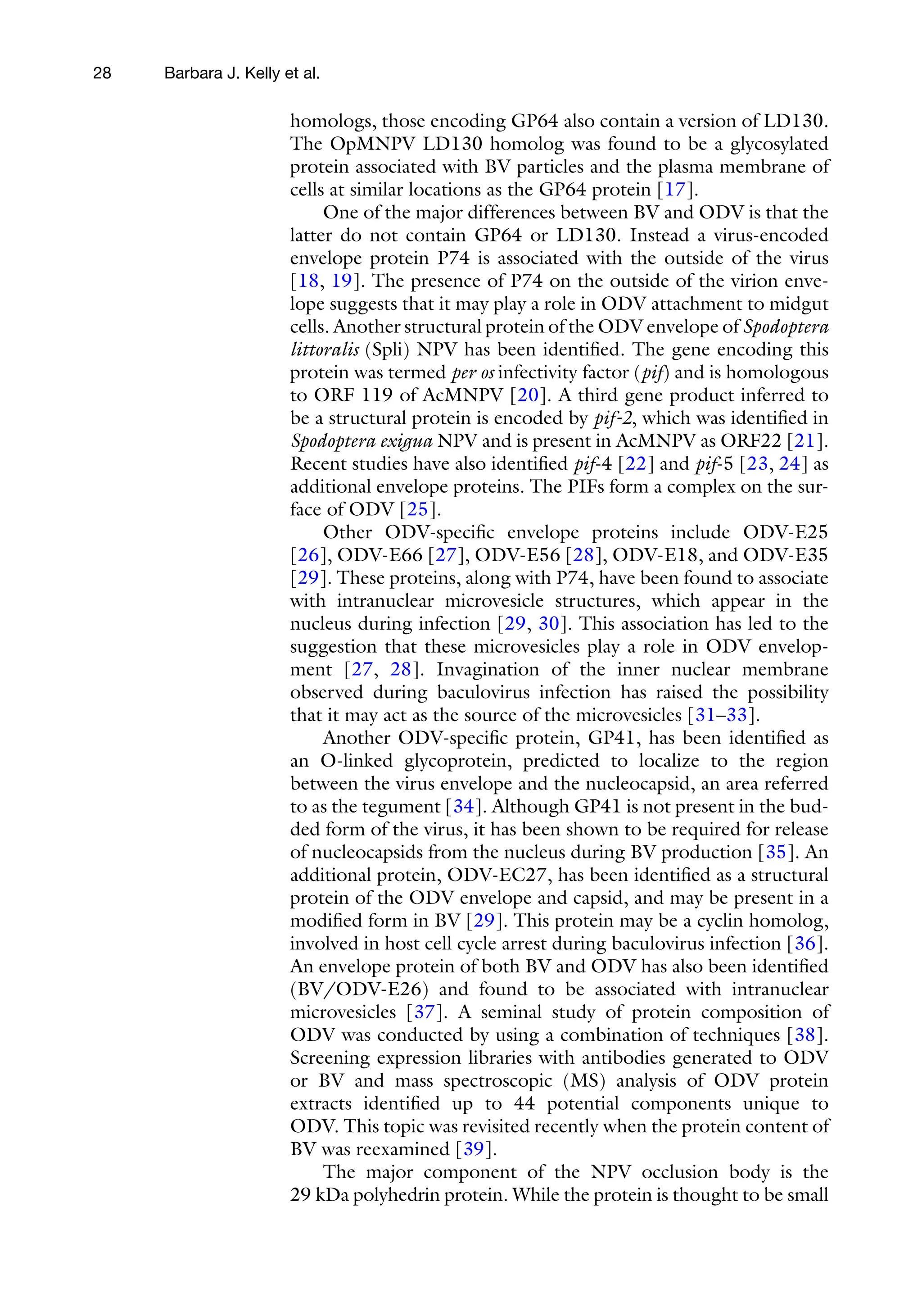 28
homologs, those encoding GP64 also contain a version of LD130.
The OpMNPV LD130 homolog was found to be a glycosylated
protein associated with BV particles and the plasma membrane of
cells at similar locations as the GP64 protein [17].
One of the major differences between BV and ODV is that the
latter do not contain GP64 or LD130. Instead a virus-encoded
envelope protein P74 is associated with the outside of the virus
[18, 19]. The presence of P74 on the outside of the virion enve-
lope suggests that it may play a role in ODV attachment to midgut
cells. Another structural protein of the ODV envelope of Spodoptera
littoralis (Spli) NPV has been identified. The gene encoding this
protein was termed per os infectivity factor (pif) and is homologous
to ORF 119 of AcMNPV [20]. A third gene product inferred to
be a structural protein is encoded by pif-2, which was identified in
Spodoptera exigua NPV and is present in AcMNPV as ORF22 [21].
Recent studies have also identified pif-4 [22] and pif-5 [23, 24] as
additional envelope proteins. The PIFs form a complex on the sur-
face of ODV [25].
Other ODV-specific envelope proteins include ODV-E25
[26], ODV-E66 [27], ODV-E56 [28], ODV-E18, and ODV-E35
[29]. These proteins, along with P74, have been found to associate
with intranuclear microvesicle structures, which appear in the
nucleus during infection [29, 30]. This association has led to the
suggestion that these microvesicles play a role in ODV envelop-
ment [27, 28]. Invagination of the inner nuclear membrane
observed during baculovirus infection has raised the possibility
that it may act as the source of the microvesicles [31–33].
Another ODV-specific protein, GP41, has been identified as
an O-linked glycoprotein, predicted to localize to the region
between the virus envelope and the nucleocapsid, an area referred
to as the tegument [34]. Although GP41 is not present in the bud-
ded form of the virus, it has been shown to be required for release
of nucleocapsids from the nucleus during BV production [35]. An
additional protein, ODV-EC27, has been identified as a structural
protein of the ODV envelope and capsid, and may be present in a
modified form in BV [29]. This protein may be a cyclin homolog,
involved in host cell cycle arrest during baculovirus infection [36].
An envelope protein of both BV and ODV has also been identified
(BV/ODV-E26) and found to be associated with intranuclear
microvesicles [37]. A seminal study of protein composition of
ODV was conducted by using a combination of techniques [38].
Screening expression libraries with antibodies generated to ODV
or BV and mass spectroscopic (MS) analysis of ODV protein
extracts identified up to 44 potential components unique to
ODV. This topic was revisited recently when the protein content of
BV was reexamined [39].
The major component of the NPV occlusion body is the
29 kDa polyhedrin protein. While the protein is thought to be small
Barbara J. Kelly et al.
 