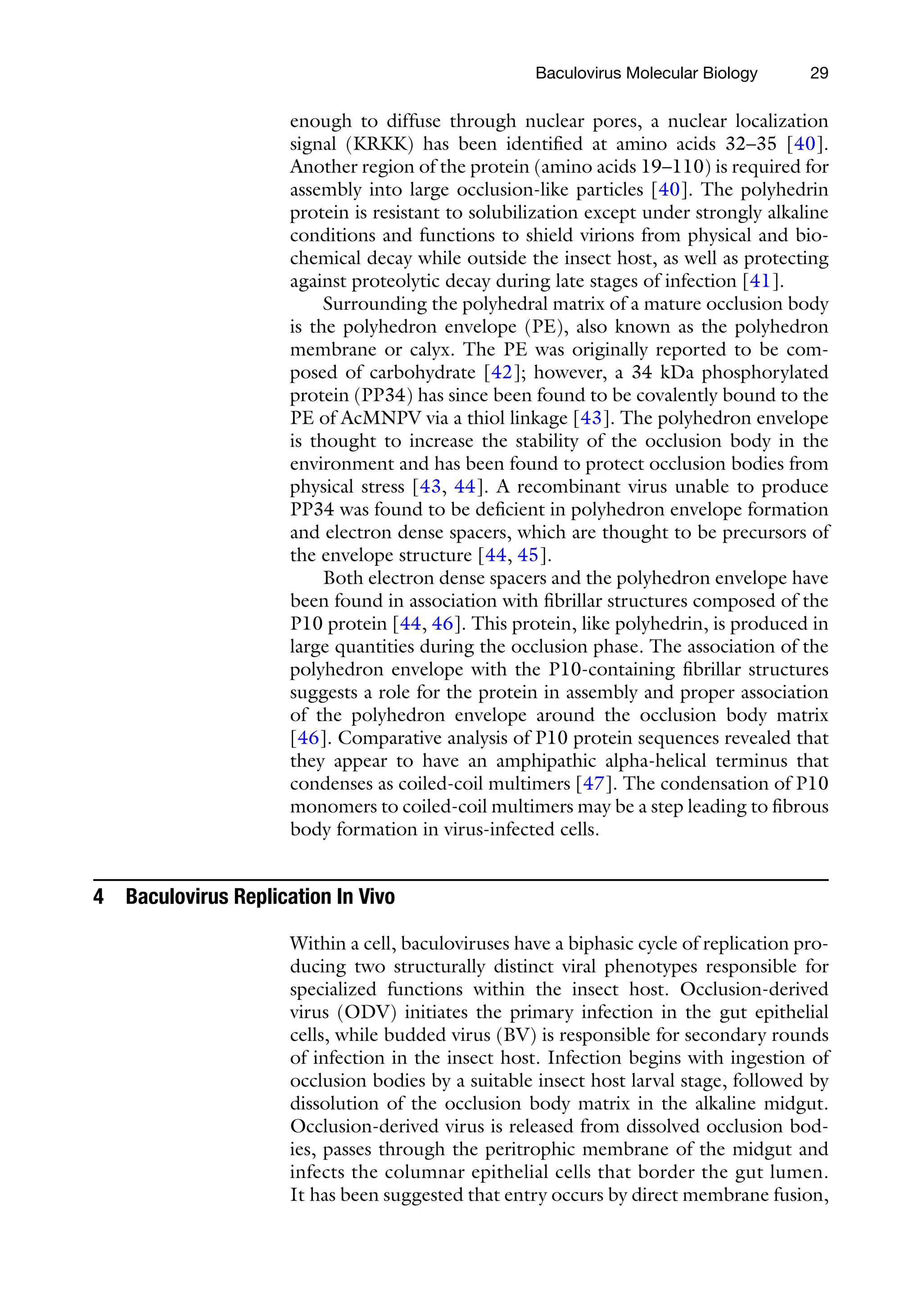 29
enough to diffuse through nuclear pores, a nuclear localization
signal (KRKK) has been identified at amino acids 32–35 [40].
Another region of the protein (amino acids 19–110) is required for
assembly into large occlusion-like particles [40]. The polyhedrin
protein is resistant to solubilization except under strongly alkaline
conditions and functions to shield virions from physical and bio-
chemical decay while outside the insect host, as well as protecting
against proteolytic decay during late stages of infection [41].
Surrounding the polyhedral matrix of a mature occlusion body
is the polyhedron envelope (PE), also known as the polyhedron
membrane or calyx. The PE was originally reported to be com-
posed of carbohydrate [42]; however, a 34 kDa phosphorylated
protein (PP34) has since been found to be covalently bound to the
PE of AcMNPV via a thiol linkage [43]. The polyhedron envelope
is thought to increase the stability of the occlusion body in the
environment and has been found to protect occlusion bodies from
physical stress [43, 44]. A recombinant virus unable to produce
PP34 was found to be deficient in polyhedron envelope formation
and electron dense spacers, which are thought to be precursors of
the envelope structure [44, 45].
Both electron dense spacers and the polyhedron envelope have
been found in association with fibrillar structures composed of the
P10 protein [44, 46]. This protein, like polyhedrin, is produced in
large quantities during the occlusion phase. The association of the
polyhedron envelope with the P10-containing fibrillar structures
suggests a role for the protein in assembly and proper association
of the polyhedron envelope around the occlusion body matrix
[46]. Comparative analysis of P10 protein sequences revealed that
they appear to have an amphipathic alpha-helical terminus that
condenses as coiled-coil multimers [47]. The condensation of P10
monomers to coiled-coil multimers may be a step leading to fibrous
body formation in virus-infected cells.
4 Baculovirus Replication In Vivo
Within a cell, baculoviruses have a biphasic cycle of replication pro-
ducing two structurally distinct viral phenotypes responsible for
specialized functions within the insect host. Occlusion-derived
virus (ODV) initiates the primary infection in the gut epithelial
cells, while budded virus (BV) is responsible for secondary rounds
of infection in the insect host. Infection begins with ingestion of
occlusion bodies by a suitable insect host larval stage, followed by
dissolution of the occlusion body matrix in the alkaline midgut.
Occlusion-derived virus is released from dissolved occlusion bod-
ies, passes through the peritrophic membrane of the midgut and
infects the columnar epithelial cells that border the gut lumen.
It has been suggested that entry occurs by direct membrane fusion,
Baculovirus Molecular Biology
 
