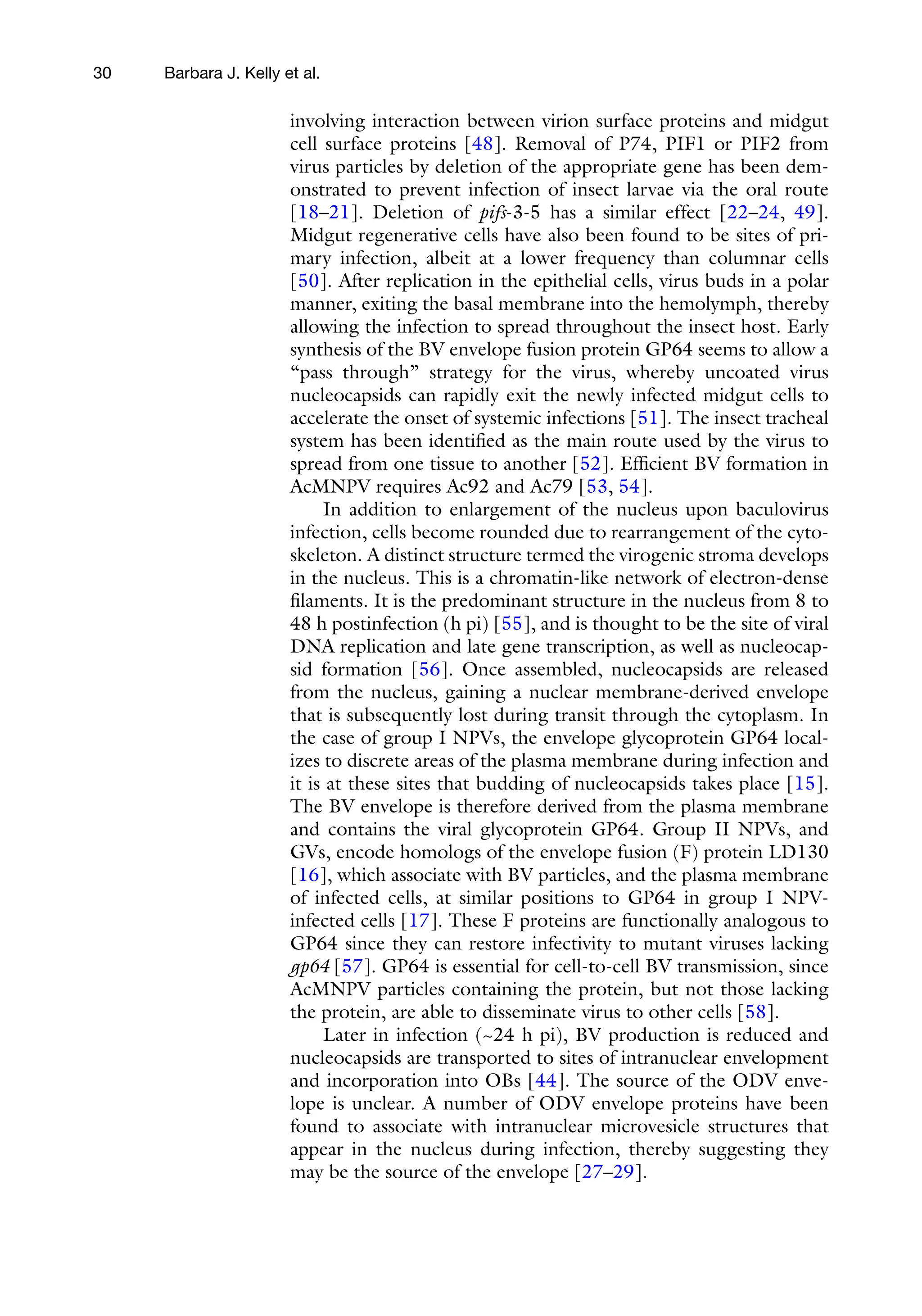 30
involving interaction between virion surface proteins and midgut
cell surface proteins [48]. Removal of P74, PIF1 or PIF2 from
virus particles by deletion of the appropriate gene has been dem-
onstrated to prevent infection of insect larvae via the oral route
[18–21]. Deletion of pifs-3-5 has a similar effect [22–24, 49].
Midgut regenerative cells have also been found to be sites of pri-
mary infection, albeit at a lower frequency than columnar cells
[50]. After replication in the epithelial cells, virus buds in a polar
manner, exiting the basal membrane into the hemolymph, thereby
allowing the infection to spread throughout the insect host. Early
synthesis of the BV envelope fusion protein GP64 seems to allow a
“pass through” strategy for the virus, whereby uncoated virus
nucleocapsids can rapidly exit the newly infected midgut cells to
accelerate the onset of systemic infections [51]. The insect tracheal
system has been identified as the main route used by the virus to
spread from one tissue to another [52]. Efficient BV formation in
AcMNPV requires Ac92 and Ac79 [53, 54].
In addition to enlargement of the nucleus upon baculovirus
infection, cells become rounded due to rearrangement of the cyto-
skeleton. A distinct structure termed the virogenic stroma develops
in the nucleus. This is a chromatin-like network of electron-dense
filaments. It is the predominant structure in the nucleus from 8 to
48 h postinfection (h pi) [55], and is thought to be the site of viral
DNA replication and late gene transcription, as well as nucleocap-
sid formation [56]. Once assembled, nucleocapsids are released
from the nucleus, gaining a nuclear membrane-derived envelope
that is subsequently lost during transit through the cytoplasm. In
the case of group I NPVs, the envelope glycoprotein GP64 local-
izes to discrete areas of the plasma membrane during infection and
it is at these sites that budding of nucleocapsids takes place [15].
The BV envelope is therefore derived from the plasma membrane
and contains the viral glycoprotein GP64. Group II NPVs, and
GVs, encode homologs of the envelope fusion (F) protein LD130
[16], which associate with BV particles, and the plasma membrane
of infected cells, at similar positions to GP64 in group I NPV-
infected cells [17]. These F proteins are functionally analogous to
GP64 since they can restore infectivity to mutant viruses lacking
gp64 [57]. GP64 is essential for cell-to-cell BV transmission, since
AcMNPV particles containing the protein, but not those lacking
the protein, are able to disseminate virus to other cells [58].
Later in infection (~24 h pi), BV production is reduced and
nucleocapsids are transported to sites of intranuclear envelopment
and incorporation into OBs [44]. The source of the ODV enve-
lope is unclear. A number of ODV envelope proteins have been
found to associate with intranuclear microvesicle structures that
appear in the nucleus during infection, thereby suggesting they
may be the source of the envelope [27–29].
Barbara J. Kelly et al.
 