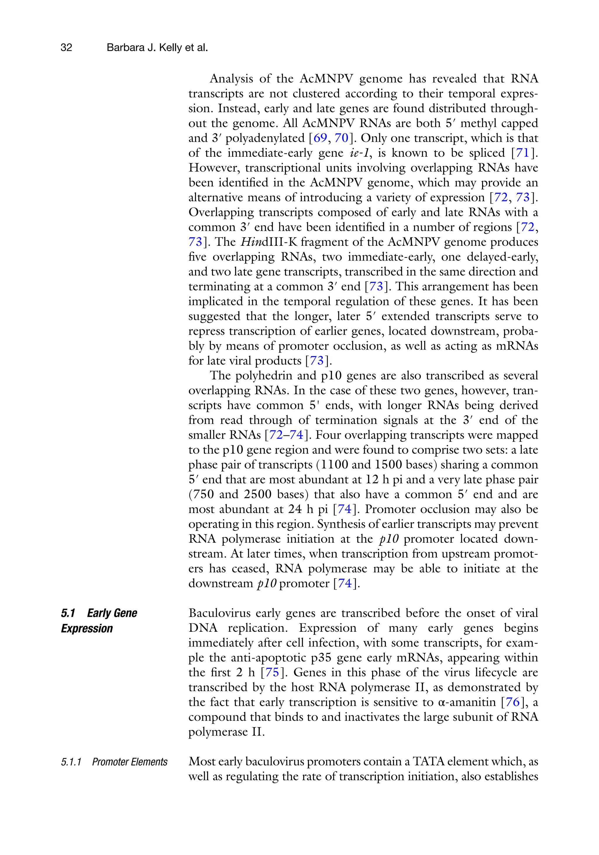 32
Analysis of the AcMNPV genome has revealed that RNA
transcripts are not clustered according to their temporal expres-
sion. Instead, early and late genes are found distributed through-
out the genome. All AcMNPV RNAs are both 5′ methyl capped
and 3′ polyadenylated [69, 70]. Only one transcript, which is that
of the immediate-early gene ie-1, is known to be spliced [71].
However, transcriptional units involving overlapping RNAs have
been identified in the AcMNPV genome, which may provide an
alternative means of introducing a variety of expression [72, 73].
Overlapping transcripts composed of early and late RNAs with a
common 3′ end have been identified in a number of regions [72,
73]. The HindIII-K fragment of the AcMNPV genome produces
five overlapping RNAs, two immediate-early, one delayed-early,
and two late gene transcripts, transcribed in the same direction and
terminating at a common 3′ end [73]. This arrangement has been
implicated in the temporal regulation of these genes. It has been
suggested that the longer, later 5′ extended transcripts serve to
repress transcription of earlier genes, located downstream, proba-
bly by means of promoter occlusion, as well as acting as mRNAs
for late viral products [73].
The polyhedrin and p10 genes are also transcribed as several
overlapping RNAs. In the case of these two genes, however, tran-
scripts have common 5' ends, with longer RNAs being derived
from read through of termination signals at the 3′ end of the
smaller RNAs [72–74]. Four overlapping transcripts were mapped
to the p10 gene region and were found to comprise two sets: a late
phase pair of transcripts (1100 and 1500 bases) sharing a common
5′ end that are most abundant at 12 h pi and a very late phase pair
(750 and 2500 bases) that also have a common 5′ end and are
most abundant at 24 h pi [74]. Promoter occlusion may also be
operating in this region. Synthesis of earlier transcripts may prevent
RNA polymerase initiation at the p10 promoter located down-
stream. At later times, when transcription from upstream promot-
ers has ceased, RNA polymerase may be able to initiate at the
downstream p10 promoter [74].
Baculovirus early genes are transcribed before the onset of viral
DNA replication. Expression of many early genes begins
immediately after cell infection, with some transcripts, for exam-
ple the anti-apoptotic p35 gene early mRNAs, appearing within
the first 2 h [75]. Genes in this phase of the virus lifecycle are
transcribed by the host RNA polymerase II, as demonstrated by
the fact that early transcription is sensitive to α-amanitin [76], a
compound that binds to and inactivates the large subunit of RNA
polymerase II.
Most early baculovirus promoters contain a TATA element which, as
well as regulating the rate of transcription initiation, also establishes
5.1 Early Gene
Expression
5.1.1 Promoter Elements
Barbara J. Kelly et al.
 